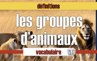 les noms de groupes d'animaux