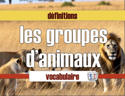 Noms des groupes d’animaux